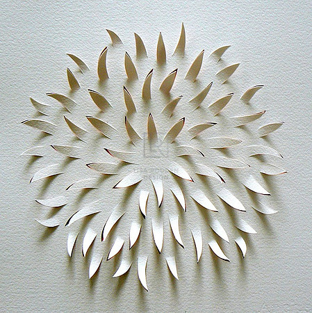 Chrysanthemum