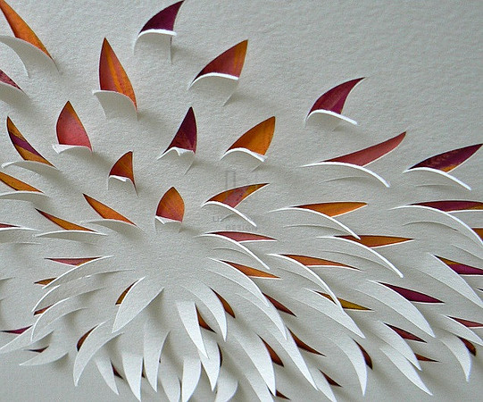 Chrysanthemum