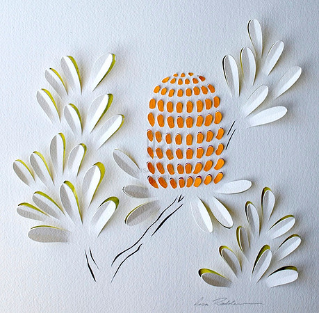 Banksia Flower