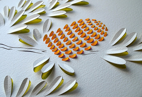 Banksia Flower
