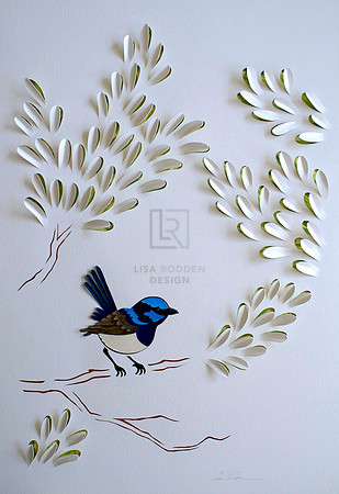 Superb Fairy Wren