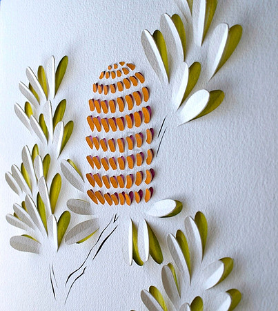 Banksia Flower