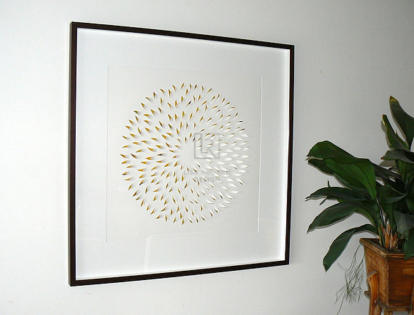 Chrysanthemum 1