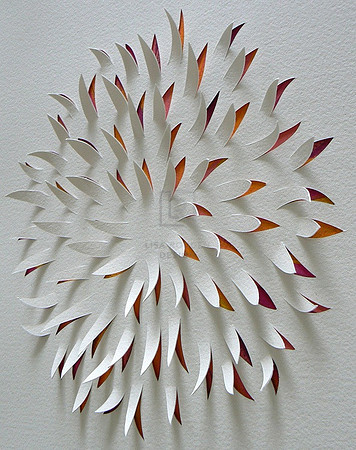Chrysanthemum